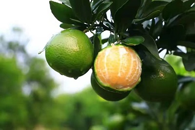 華逸府聯(lián)手德慶皇帝柑，為您帶來(lái)入冬的第一口甜~~